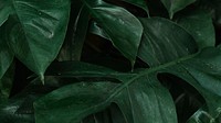 Monstera desktop background wallpaper, aesthetic HD nature image