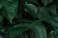 Monstera delicosa leaves textured background