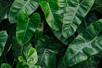 Tropical anthurium leaf textured background