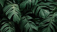 Monstera desktop background wallpaper, aesthetic HD nature image