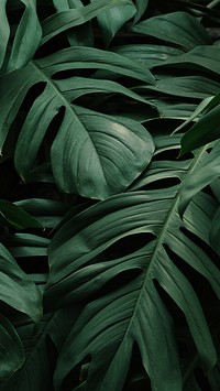 Monstera iphone background wallpaper, aesthetic HD nature image