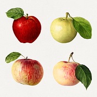 Detailed hand drawn fresh apple set