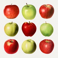 Detailed hand drawn fresh apple set
