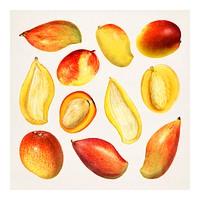 Hand drawn natural fresh mango