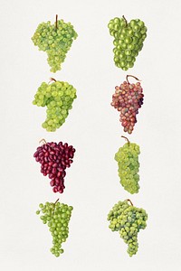 Detailed hand drawn fresh grapes set