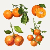 Hand drawn natural fresh oranges set vector