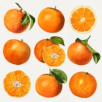 Hand drawn natural fresh oranges set vector