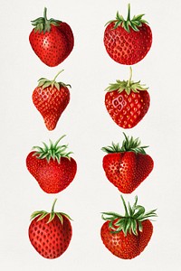 Detailed hand drawn fresh strawberry set