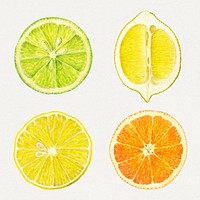 Detailed hand drawn fresh mixed citrus set