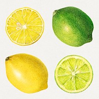 Detailed hand drawn fresh mixed citrus set