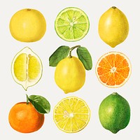 Hand drawn mixed citrus fruit set vector