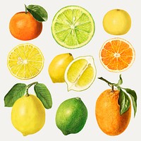 Hand drawn mixed citrus fruit set vector