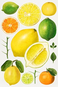 Hand drawn natural fresh mix citrus illustration