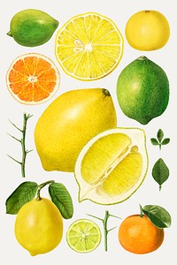 Hand drawn mixed citrus fruit set vector