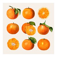 Hand drawn natural fresh oranges illustration