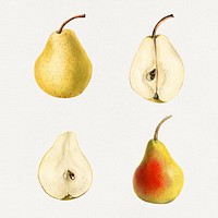 Detailed hand drawn fresh pear set