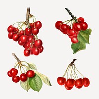 Hand drawn natural fresh red cherry on gray background vector