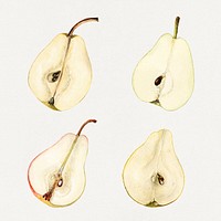 Detailed hand drawn fresh pear set