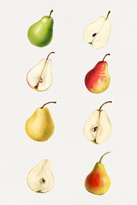 Detailed hand drawn fresh pear set