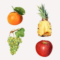 Hand drawn mixed tropical fruits set vector