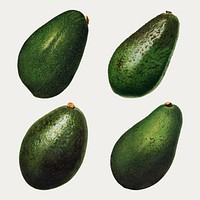 Hand drawn natural fresh avocado set vector