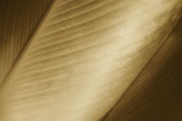 Close up of yellow Cigar flower leaf background