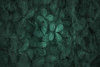 Dark green leaf pattern textured backdrop