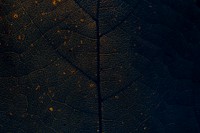 Star gooseberry leaf texture macro background