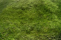 Natural green grass background