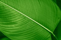 Calathea Lutea leaf macro shot background