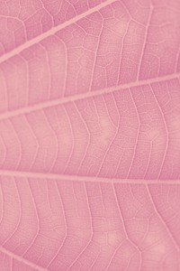 Watermelon pink leaf pattern textured backdrop