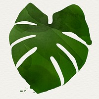 Large green textured Monstera leaf illustration