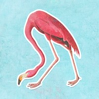 Pink flamingo bird sticker design element illustration