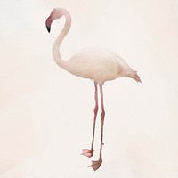 White flamingo bird design element illustration