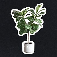 Fiddle leaf fig tree with glitter sticker design element