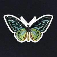 Hand drawn sparkling Green birdwing sticker with white border