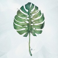 Green monstera leaf watercolor style illustration