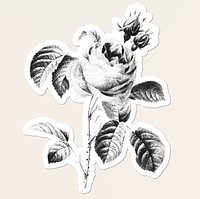 Black and white rose drawing style sticker illustration with white border
