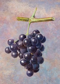 Bunch of purple grapes on a twig illustration