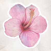 Hand drawn pink hibiscus flower watercolor style sticker with white border