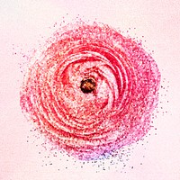Glittery pink ranunculus flower sticker overlay design resource 