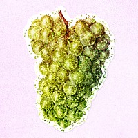 Glitter green grape fruit illustration with a white border sticker