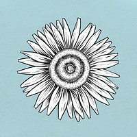 White sunflower sticker design element