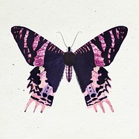 Pink Madagascan Sunset Moth on a beige background