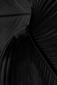 Bird of paradise leaf textured background design resource 