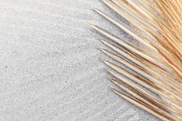 Golden palm leaves on a gray concrete background design resource