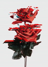 Red rose with glitch effect design resource 