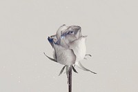 Rose flower with glitter effect design resource 