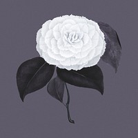 Hand drawn camellia flower on a purple background