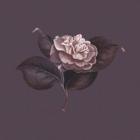 Hand drawn camellia flower on a dull purple background